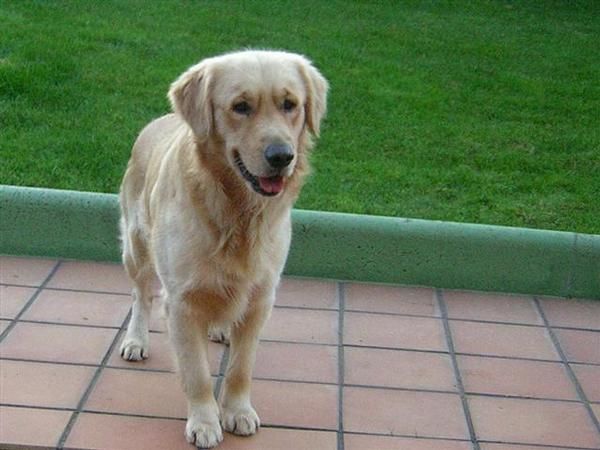 Cachorritas Golden Retriever (Pedigree)