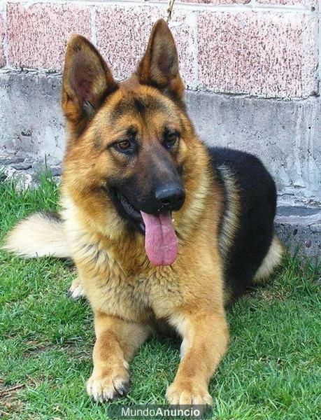 cachorritos de pastor aleman con 45 dias garantias
