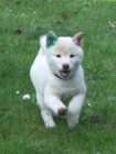 cachorros de shiba inu,muy buena calidad - mejor precio | unprecio.es