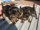 Cachorros de Yorkshire en Gerona y Barcelona - mejor precio | unprecio.es