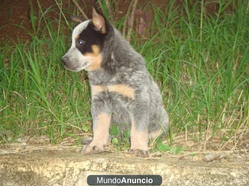 Cachorros pastor australiano