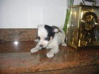 Chihuahua,macho,color blanco,pedigree 450 Eur. - mejor precio | unprecio.es