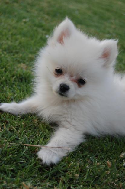compro lulu de pomerania mini macho  color clarito