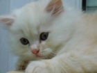 Gatitos persa. - mejor precio | unprecio.es