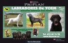 Labrador cachorros amarillos y negros de exc calidad. - mejor precio | unprecio.es