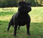 Staffordshire Bull Terrier abierto a montas - mejor precio | unprecio.es
