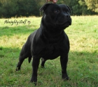 Staffordshire Bull Terrier abierto a montas - mejor precio | unprecio.es