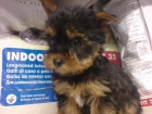 YORKSHIRE TERRIER Camada preciosa de yorkshires, disponemos de machos y hembras con dos meses de edad. Somos criadores y - mejor precio | unprecio.es