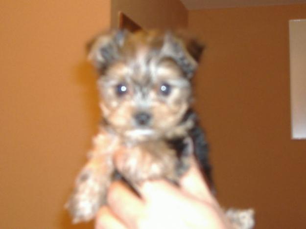 yorkshires terrier 500€