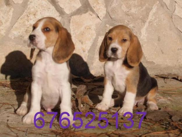 Beagle, ¡tu mejor compañero!