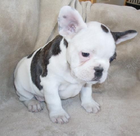 Cachorritos Bulldog Frances * * Solo 130   * * Garantia