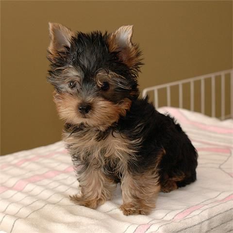 Cachorro yorkshire terrier toy