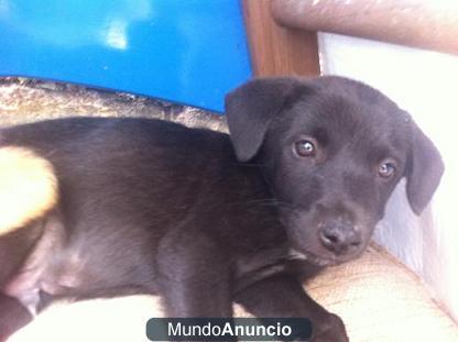 Ofrezco cachorrito de labrador  90 - 130 euros