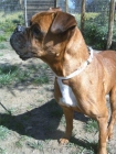 Totte, boxer busca familia responsable - mejor precio | unprecio.es