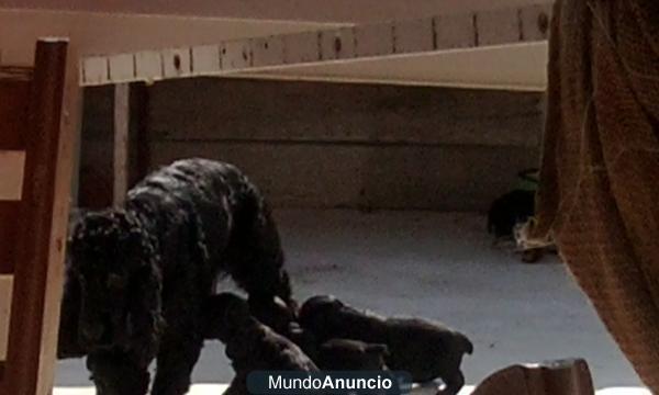 Vendo tres cachorros cocker spaniel