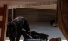 Vendo tres cachorros cocker spaniel - mejor precio | unprecio.es