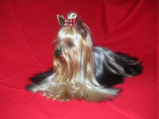 Yorkshire Terrier