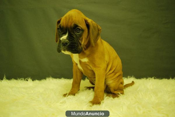 Camada de Boxer dorados¡¡