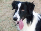 ◄▬ BORDER COLLIE, CACHORROS CON IMPRESIONANTE PEDIGREE ▬► 350 - España - mejor precio | unprecio.es