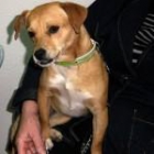 ¿QUIERES ADOPTAR A CARMENCITA? ADÓPTALA - mejor precio | unprecio.es