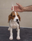 Beagles Tricolores, listos para su entrega - mejor precio | unprecio.es
