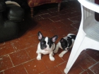 Bulldog Frances - mejor precio | unprecio.es
