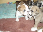 Bulldog Ingles en Tenerife - mejor precio | unprecio.es