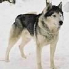 Cachorro husky - mejor precio | unprecio.es