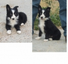 Cachorro macho de Border Collie - mejor precio | unprecio.es