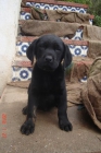 CACHORROD DE LABRADOR MUY BARATOS - mejor precio | unprecio.es