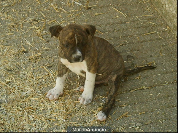 Cachorros American Stanford