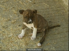 Cachorros American Stanford - mejor precio | unprecio.es