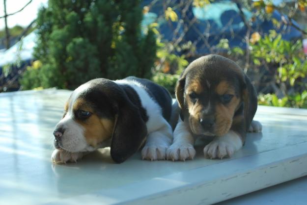 Cachorros Beagle con/sin Loe, desde 250 euros. NACIONALES