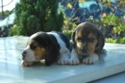 Cachorros Beagle con/sin Loe, desde 250 euros. NACIONALES - mejor precio | unprecio.es