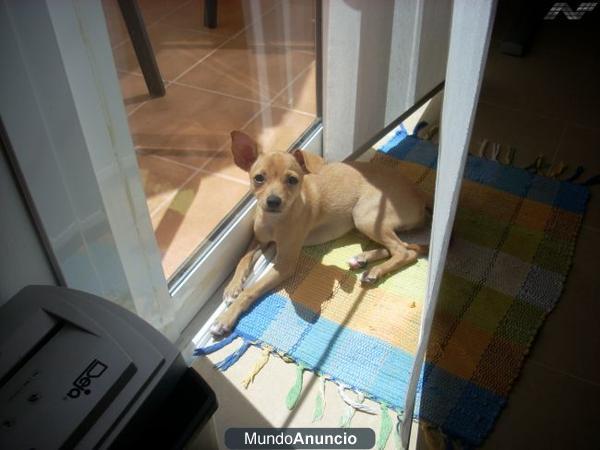 CHIHUAHUA HEMBRA