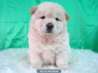 Chow Chow Blanco cachorros excelentes - mejor precio | unprecio.es