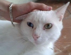 Gato Nieve, con un ojo azul y otro verde, lo han abandonado y espera un buen hogar - mejor precio | unprecio.es