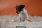 jack russell, patita corta, muy chatos, excelente genetica - mejor precio | unprecio.es