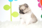 Magnifico Cachorrito de Pomerania color Ceniza - www.animalflower.es - mejor precio | unprecio.es