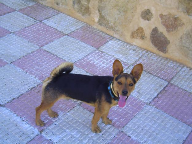 REGALO PERRO