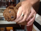 Reserva tu CANICHE TOR ROJO - mejor precio | unprecio.es