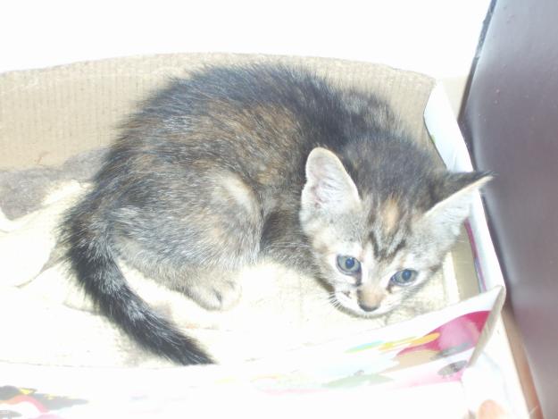 Se regalan cachorros de gato de 1 mes