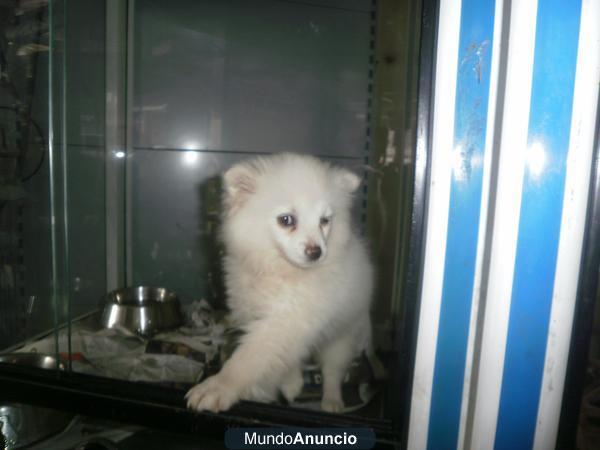 SPITZ ALEMAN