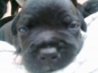 staffordshire bull terrier - mejor precio | unprecio.es