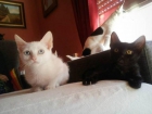 Tiana, una gatita de cuento en adopción, toledo - mejor precio | unprecio.es