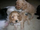 vendo cachorros de coker ingles 2 machos y3 embras - mejor precio | unprecio.es