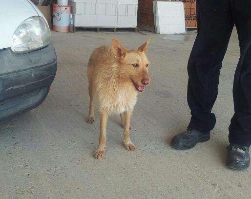 Viernes, perra en acogida o adopción