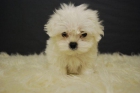 Bichon Maltes Blancos cariñosos con 2 meses - mejor precio | unprecio.es