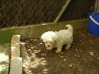 bichon maltes - mejor precio | unprecio.es