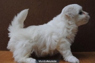 BICHON MALTES LINEA AMERICANA, LOE - mejor precio | unprecio.es